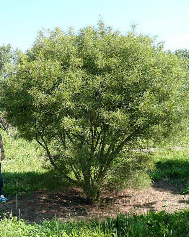 Közönséges Kutyabenge "Frangula alnus"- ára