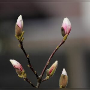 Magnolia-liliomfa-magnólia