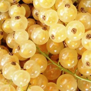 Fehér Ribizli "Blanka" 40-60cm (Konténeres)