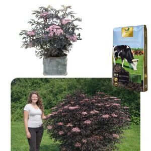 Bordo-levelü-bodza-ár-sambucus-nigra-black-lace-diszbodza-black-tower-www.koronakert.hu