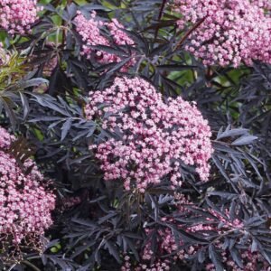 Bordó-levelü-bodza-ár-sambucus-nigra-black-lace-diszbodza-black-tower-www.koronakert.hu