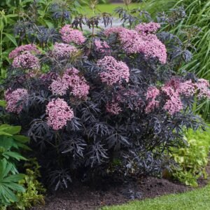 Bordó-levelü-bodza-ár-sambucus-nigra-black-lace-diszbodza-black-tower-www.koronakert.hu