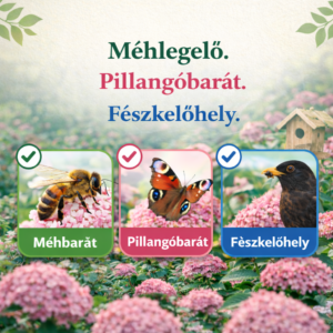 cserjés hortenzia Pink Annabelle, Pink Annabelle hortenzia ár, hortenzia Pink Annabelle vásárlás, Pink Annabelle hortenzia eladó, hortenzia Pink Annabelle konténeres, Pink Annabelle hortenzia rendelés, hortenzia Pink Annabelle webshop, Pink Annabelle hortenzia ültetése, hortenzia Pink Annabelle gondozása, Pink Annabelle hortenzia metszése, hortenzia Pink Annabelle növekedés, Pink Annabelle hortenzia magasság, hortenzia Pink Annabelle növény árak, Pink Annabelle hortenzia konténer méret, hortenzia Pink Annabelle telepítési távolság, Pink Annabelle hortenzia kertbe, hortenzia Pink Annabelle betegségek, Pink Annabelle hortenzia tippek, hortenzia Pink Annabelle virágzási idő, Pink Annabelle hortenzia talajigény, hortenzia Pink Annabelle öntözés, Pink Annabelle hortenzia téli gondozás, hortenzia Pink Annabelle vélemények, Pink Annabelle hortenzia online vásárlás, hortenzia Pink Annabelle strandszín, Pink Annabelle hortenzia díszcserje, hortenzia Pink Annabelle napfényigény.