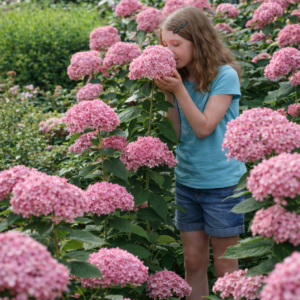 cserjés hortenzia Pink Annabelle, Pink Annabelle hortenzia ár, hortenzia Pink Annabelle vásárlás, Pink Annabelle hortenzia eladó, hortenzia Pink Annabelle konténeres, Pink Annabelle hortenzia rendelés, hortenzia Pink Annabelle webshop, Pink Annabelle hortenzia ültetése, hortenzia Pink Annabelle gondozása, Pink Annabelle hortenzia metszése, hortenzia Pink Annabelle növekedés, Pink Annabelle hortenzia magasság, hortenzia Pink Annabelle növény árak, Pink Annabelle hortenzia konténer méret, hortenzia Pink Annabelle telepítési távolság, Pink Annabelle hortenzia kertbe, hortenzia Pink Annabelle betegségek, Pink Annabelle hortenzia tippek, hortenzia Pink Annabelle virágzási idő, Pink Annabelle hortenzia talajigény, hortenzia Pink Annabelle öntözés, Pink Annabelle hortenzia téli gondozás, hortenzia Pink Annabelle vélemények, Pink Annabelle hortenzia online vásárlás, hortenzia Pink Annabelle strandszín, Pink Annabelle hortenzia díszcserje, hortenzia Pink Annabelle napfényigény.