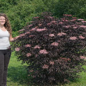 bordó levelű bodza Black Lace, **Sambucus nigra Black Lace**, bordó levelű bodza ár, Sambucus nigra Black Lace vásárlás, bordó levelű bodza eladó, **Sambucus nigra Black Lace** konténeres, bordó levelű bodza rendelés, Sambucus nigra Black Lace webshop, bordó levelű bodza ültetése, Sambucus nigra Black Lace gondozása, bordó levelű bodza metszése, Sambucus nigra Black Lace növekedés, bordó levelű bodza magasság, Sambucus nigra Black Lace fagytűrés, bordó levelű bodza kertbe, Sambucus nigra Black Lace díszcserje, bordó levelű bodza betegségek, Sambucus nigra Black Lace tippek, bordó levelű bodza konténer méret, Sambucus nigra Black Lace ültetési távolság, bordó levelű bodza online vásárlás, Sambucus nigra Black Lace vélemények, bordó levelű bodza elültetése, Sambucus nigra Black Lace virágzás, bordó levelű bodza talajigény, Sambucus nigra Black Lace napfényigény, bordó levelű bodza telepítési útmutató, Sambucus nigra Black Lace gyors növekedés, bordó levelű bodza ápolása, Sambucus nigra Black Lace növény árak, bordó levelű bodza tápanyag.