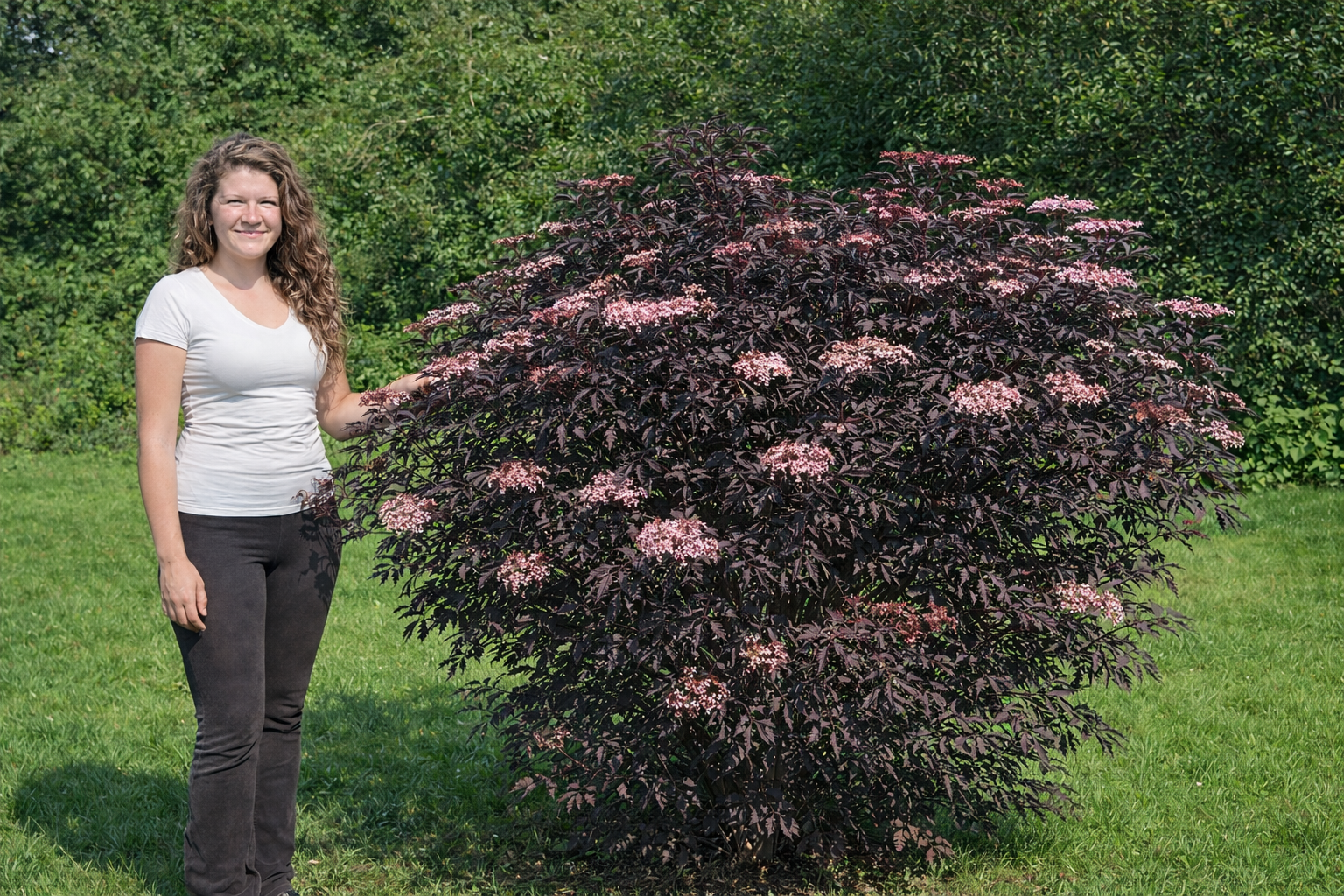 ChatGPT Image 2026. jan. 18. 16_31_20 bordó levelű bodza Black Lace, **Sambucus nigra Black Lace**, bordó levelű bodza ár, Sambucus nigra Black Lace vásárlás, bordó levelű bodza eladó, **Sambucus nigra Black Lace** konténeres, bordó levelű bodza rendelés, Sambucus nigra Black Lace webshop, bordó levelű bodza ültetése, Sambucus nigra Black Lace gondozása, bordó levelű bodza metszése, Sambucus nigra Black Lace növekedés, bordó levelű bodza magasság, Sambucus nigra Black Lace fagytűrés, bordó levelű bodza kertbe, Sambucus nigra Black Lace díszcserje, bordó levelű bodza betegségek, Sambucus nigra Black Lace tippek, bordó levelű bodza konténer méret, Sambucus nigra Black Lace ültetési távolság, bordó levelű bodza online vásárlás, Sambucus nigra Black Lace vélemények, bordó levelű bodza elültetése, Sambucus nigra Black Lace virágzás, bordó levelű bodza talajigény, Sambucus nigra Black Lace napfényigény, bordó levelű bodza telepítési útmutató, Sambucus nigra Black Lace gyors növekedés, bordó levelű bodza ápolása, Sambucus nigra Black Lace növény árak, bordó levelű bodza tápanyag.