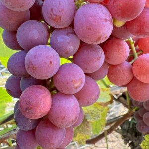 jupiter mag nélküli szőlő, jupiter szőlő vásárlás, Vitis vinifera Jupiter ár, jupiter szőlő eladó, Vitis vinifera Jupiter konténeres, jupiter szőlő rendelés, Vitis vinifera Jupiter webshop, jupiter szőlő ültetése, Vitis vinifera Jupiter gondozása, jupiter szőlő metszése, Vitis vinifera Jupiter növekedés, jupiter szőlő magasság, Vitis vinifera Jupiter fagytűrés, jupiter szőlő kertbe, Vitis vinifera Jupiter betegségek, jupiter szőlő tippek, Vitis vinifera Jupiter konténer méret, jupiter szőlő ültetési távolság, Vitis vinifera Jupiter online vásárlás, jupiter szőlő vélemények, Vitis vinifera Jupiter növény árak, jupiter szőlő telepítési útmutató, Vitis vinifera Jupiter talajigény, jupiter szőlő napfényigény, Vitis vinifera Jupiter tápanyagigény, jupiter szőlő érése, Vitis vinifera Jupiter szőlő fajta jellemzők.