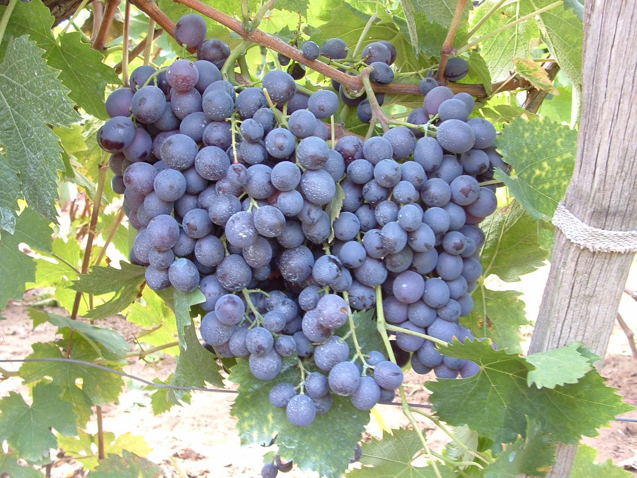 Мускат Одесский сорт винограда