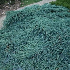 Juniperus horizontalis Blue Chip