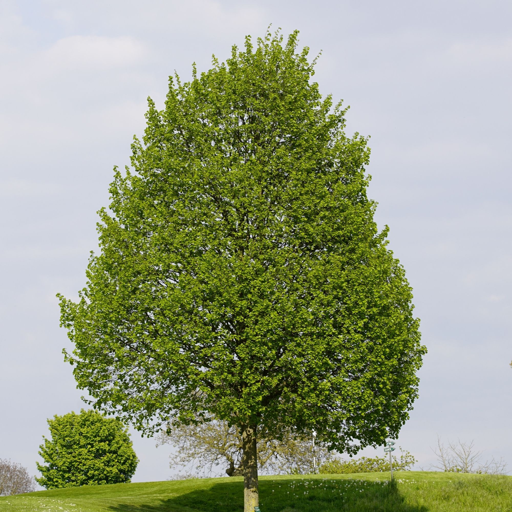 Kislevelü-hars-ár-mézelö-diszfa-Tilia cordata-csemete-www.koronakert.hu-2 kislevelű hárs, **Tilia cordata**, kislevelű hárs vásárlás, Tilia cordata ár, kislevelű hárs eladó, Tilia cordata konténeres, kislevelű hárs rendelés, Tilia cordata webshop, kislevelű hárs ültetése, Tilia cordata gondozása, kislevelű hárs metszése, Tilia cordata növekedés, kislevelű hárs magasság, Tilia cordata fagytűrés, kislevelű hárs kertbe, Tilia cordata díszfa, kislevelű hárs betegségek, Tilia cordata tippek, kislevelű hárs ültetési távolság, Tilia cordata konténer méret, kislevelű hárs online vásárlás, Tilia cordata vélemények, kislevelű hárs telepítési útmutató, Tilia cordata talajigény, kislevelű hárs napfényigény, Tilia cordata gyors növekedés, kislevelű hárs növény árak, Tilia cordata ültetési tanácsok, kislevelű hárs díszfa választás.