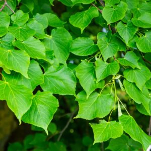 kislevelű hárs, **Tilia cordata**, kislevelű hárs vásárlás, Tilia cordata ár, kislevelű hárs eladó, Tilia cordata konténeres, kislevelű hárs rendelés, Tilia cordata webshop, kislevelű hárs ültetése, Tilia cordata gondozása, kislevelű hárs metszése, Tilia cordata növekedés, kislevelű hárs magasság, Tilia cordata fagytűrés, kislevelű hárs kertbe, Tilia cordata díszfa, kislevelű hárs betegségek, Tilia cordata tippek, kislevelű hárs ültetési távolság, Tilia cordata konténer méret, kislevelű hárs online vásárlás, Tilia cordata vélemények, kislevelű hárs telepítési útmutató, Tilia cordata talajigény, kislevelű hárs napfényigény, Tilia cordata gyors növekedés, kislevelű hárs növény árak, Tilia cordata ültetési tanácsok, kislevelű hárs díszfa választás.