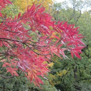 Magyar Kőris fa csemete díszfa ára "Raywood" "Fraxinus angustifolia" (konténeres díszfa)