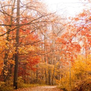 Magyar Kőris fa csemete díszfa ára "Raywood" "Fraxinus angustifolia" (konténeres díszfa)