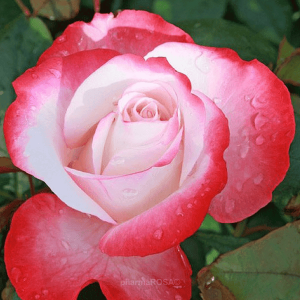 Piros-Fehér virágú magas törzsű színű cserepes rózsa tő csemete ára nostalgie www.koronakert.hu erica pluhar, national