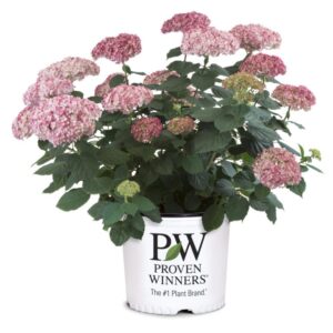 cserjés hortenzia Pink Annabelle, Pink Annabelle hortenzia ár, hortenzia Pink Annabelle vásárlás, Pink Annabelle hortenzia eladó, hortenzia Pink Annabelle konténeres, Pink Annabelle hortenzia rendelés, hortenzia Pink Annabelle webshop, Pink Annabelle hortenzia ültetése, hortenzia Pink Annabelle gondozása, Pink Annabelle hortenzia metszése, hortenzia Pink Annabelle növekedés, Pink Annabelle hortenzia magasság, hortenzia Pink Annabelle növény árak, Pink Annabelle hortenzia konténer méret, hortenzia Pink Annabelle telepítési távolság, Pink Annabelle hortenzia kertbe, hortenzia Pink Annabelle betegségek, Pink Annabelle hortenzia tippek, hortenzia Pink Annabelle virágzási idő, Pink Annabelle hortenzia talajigény, hortenzia Pink Annabelle öntözés, Pink Annabelle hortenzia téli gondozás, hortenzia Pink Annabelle vélemények, Pink Annabelle hortenzia online vásárlás, hortenzia Pink Annabelle strandszín, Pink Annabelle hortenzia díszcserje, hortenzia Pink Annabelle napfényigény.