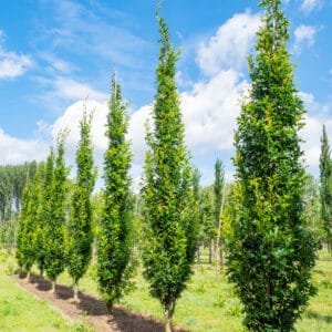 Oszlopos mocsári tölgy "Quercus palustris Green Pillar"