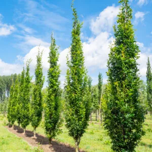 Oszlopos mocsári tölgy "Quercus palustris Green Pillar"