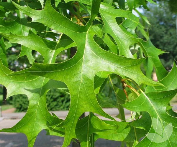 Quercus palustris Green Pillar-oszlopos-mocsari-tolgy2