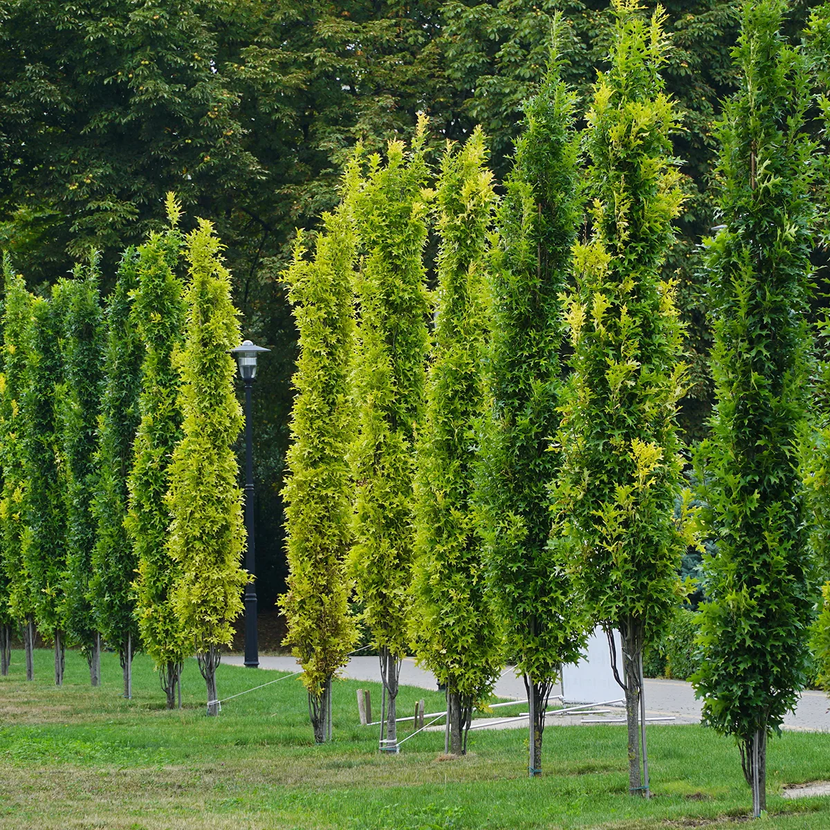 Fruits of the swamp oak, Quercus palustris. oak.