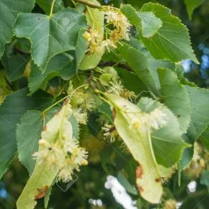 Ezüst hárs - Tilia tomentosa - virágzás végén