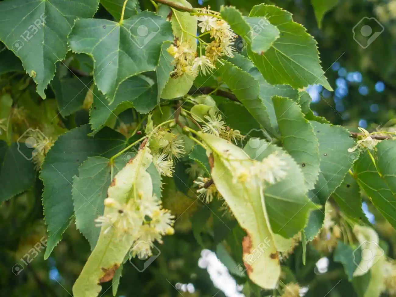 ezust-hars-tilia-tomentosa Ezüst hárs - Tilia tomentosa - virágzás végén