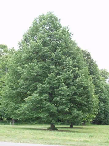 Tilia tomentosa Ezüst hársfa cserepes csemete ára www.koronakert.hu díszfa csemete 1 Ezüst hárs