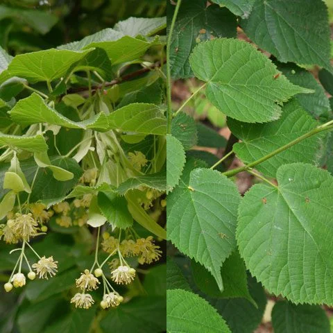 Tilia tomentosa Ezüst hársfa cserepes csemete ára www.koronakert.hu levél