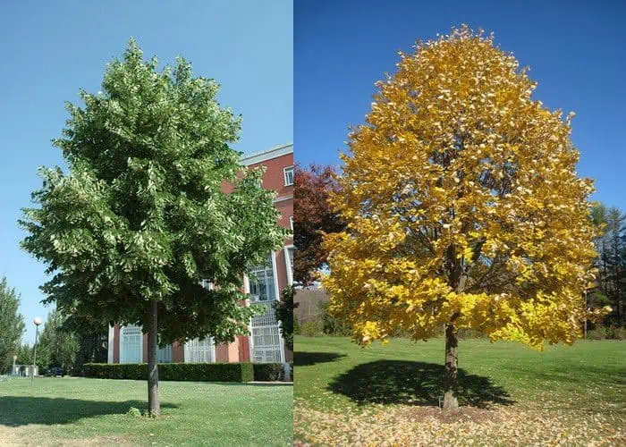 Tilia tomentosa Ezüst hársfa cserepes csemete ára www.koronakert.hu