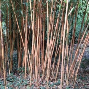 Zold-csikos-soveny-bambusz-ar-Phyllostachys-bambusoides-Castillon