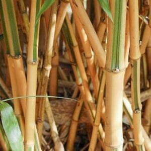 Zold-csikos-soveny-bambusz-ar-Phyllostachys-bambusoides-Castillon