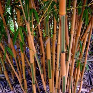 Zold-csikos-soveny-bambusz-ar-Phyllostachys-bambusoides-Castillon