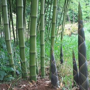 Zold-szaru-soveny-bambusz-csemete-Phyllostachys-Bissetii-ar