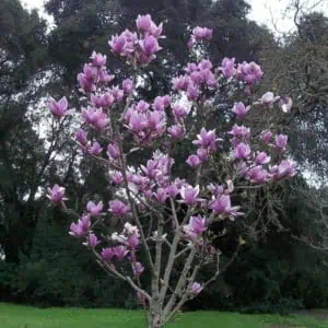 Magnolia-magnólia-liliomfa-Alexandriana