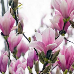 alexandrina-magnolia-liliomfa-csemete-ar-www.koronakert.hu