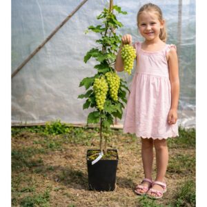 magnélküli szőlő belgrádi magvatlan , Vitis vinifera Belgrádi magvatlan**, belgrádi magvatlan szőlő vásárlás, Vitis vinifera Belgrádi magvatlan ár, belgrádi magvatlan szőlő eladó, Vitis vinifera Belgrádi magvatlan konténeres, belgrádi magvatlan szőlő rendelés, Vitis vinifera Belgrádi magvatlan webshop, belgrádi magvatlan szőlő ültetése, Vitis vinifera Belgrádi magvatlan gondozása, belgrádi magvatlan szőlő metszése, Vitis vinifera Belgrádi magvatlan növekedés, belgrádi magvatlan szőlő magasság, Vitis vinifera Belgrádi magvatlan fagytűrés, belgrádi magvatlan szőlő kertbe, Vitis vinifera Belgrádi magvatlan betegségek, belgrádi magvatlan szőlő tippek, Vitis vinifera Belgrádi magvatlan konténer méret, belgrádi magvatlan szőlő ültetési távolság, Vitis vinifera Belgrádi magvatlan online vásárlás, belgrádi magvatlan szőlő vélemények, Vitis vinifera Belgrádi magvatlan növény árak, belgrádi magvatlan szőlő telepítési útmutató, Vitis vinifera Belgrádi magvatlan talajigény, belgrádi magvatlan szőlő napfényigény, Vitis vinifera Belgrádi magvatlan ültetési tanácsok.