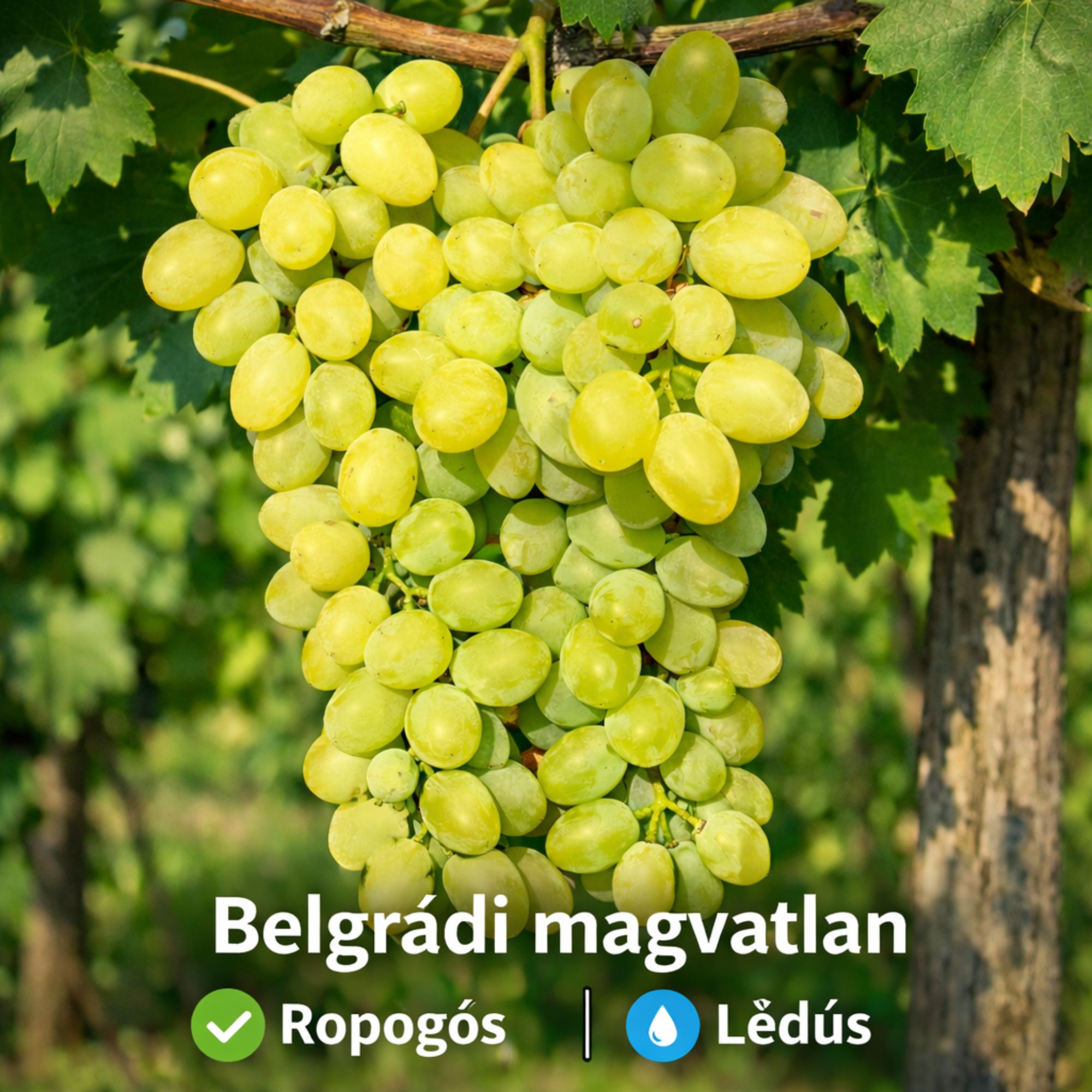 belgradi-magvatlan-csemege-szölö-ár-fajták-www.koronakert.hu-3 belgrádi magvatlan magnélküli szőlő Vitis vinifera Belgrádi magvatlan**, belgrádi magvatlan szőlő vásárlás, Vitis vinifera Belgrádi magvatlan ár, belgrádi magvatlan szőlő eladó, Vitis vinifera Belgrádi magvatlan konténeres, belgrádi magvatlan szőlő rendelés, Vitis vinifera Belgrádi magvatlan webshop, belgrádi magvatlan szőlő ültetése, Vitis vinifera Belgrádi magvatlan gondozása, belgrádi magvatlan szőlő metszése, Vitis vinifera Belgrádi magvatlan növekedés, belgrádi magvatlan szőlő magasság, Vitis vinifera Belgrádi magvatlan fagytűrés, belgrádi magvatlan szőlő kertbe, Vitis vinifera Belgrádi magvatlan betegségek, belgrádi magvatlan szőlő tippek, Vitis vinifera Belgrádi magvatlan konténer méret, belgrádi magvatlan szőlő ültetési távolság, Vitis vinifera Belgrádi magvatlan online vásárlás, belgrádi magvatlan szőlő vélemények, Vitis vinifera Belgrádi magvatlan növény árak, belgrádi magvatlan szőlő telepítési útmutató, Vitis vinifera Belgrádi magvatlan talajigény, belgrádi magvatlan szőlő napfényigény, Vitis vinifera Belgrádi magvatlan ültetési tanácsok.