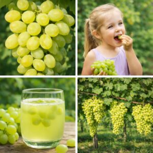 belgrádi magvatlan magnélküli szőlő Vitis vinifera Belgrádi magvatlan**, belgrádi magvatlan szőlő vásárlás, Vitis vinifera Belgrádi magvatlan ár, belgrádi magvatlan szőlő eladó, Vitis vinifera Belgrádi magvatlan konténeres, belgrádi magvatlan szőlő rendelés, Vitis vinifera Belgrádi magvatlan webshop, belgrádi magvatlan szőlő ültetése, Vitis vinifera Belgrádi magvatlan gondozása, belgrádi magvatlan szőlő metszése, Vitis vinifera Belgrádi magvatlan növekedés, belgrádi magvatlan szőlő magasság, Vitis vinifera Belgrádi magvatlan fagytűrés, belgrádi magvatlan szőlő kertbe, Vitis vinifera Belgrádi magvatlan betegségek, belgrádi magvatlan szőlő tippek, Vitis vinifera Belgrádi magvatlan konténer méret, belgrádi magvatlan szőlő ültetési távolság, Vitis vinifera Belgrádi magvatlan online vásárlás, belgrádi magvatlan szőlő vélemények, Vitis vinifera Belgrádi magvatlan növény árak, belgrádi magvatlan szőlő telepítési útmutató, Vitis vinifera Belgrádi magvatlan talajigény, belgrádi magvatlan szőlő napfényigény, Vitis vinifera Belgrádi magvatlan ültetési tanácsok.