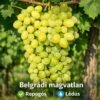 belgradi-magvatlan-szölö-ár-edes-szölö-fajta-www.koronakert.hu.