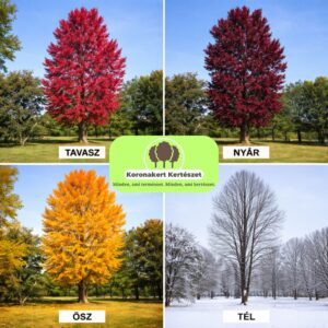 bordó levelű nyárfa ár, vörös levelű nyárfa, oszlopos nyárfa, gyors növekedésű díszfa, díszfa kertbe, különleges lombszínű fa, modern kertbe való fa, keskeny koronájú fa, bordó levelű nyárfa ár, vörös levelű nyárfa ára, nyárfa csemete eladó, oszlopos nyárfa rendelés, díszfa webáruház, nyárfa konténeres, nagy méretű díszfa vásárlás, előnevelt nyárfa, nyárfa növekedési ütem, milyen magasra nő a nyárfa, gyorsan növő árnyékot adó fa, keskeny lombkoronájú magas fa, kis helyigényű magas fa, nyárfa ültetése, nyárfa gondozása, nyárfa vízigénye, nyárfa talajigénye, nyárfa metszése, mikor ültessünk nyárfát, napos helyre való díszfa, takaráshoz gyorsan növő fa, szélfogó fa kertbe, utcafronti díszfa, modern ház mellé fa, árnyékoló gyors növekedésű fa, Populus deltoides Purple Tower, Purple Tower nyárfa, bordó levelű nyárfa, vörös levelű oszlopos fa, oszlopos nyárfa fajta, gyors növekedésű díszfa, keskeny koronájú magas fa, modern kertbe való fa, színes lombú díszfa, bíbor levelű fa kertbe, Populus deltoides fajta, dísz nyárfa vásárlás, Purple Tower nyárfa ár, bordó levelű fa eladó, konténeres nyárfa, előnevelt díszfa, nagy méretű nyárfa rendelés, gyorsan növő árnyékot adó fa, takaráshoz ültethető fa, szélfogó nyárfa, napos helyre való díszfa, nyárfa ültetése, nyárfa gondozása, nyárfa vízigénye, nyárfa talajigénye, oszlopos díszfa kertbe, utcafronti díszfa, modern ház mellé ültethető fa, látványos őszi lombszínű fa