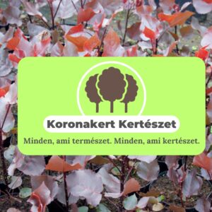 bordó levelű nyárfa ár, vörös levelű nyárfa, oszlopos nyárfa, gyors növekedésű díszfa, díszfa kertbe, különleges lombszínű fa, modern kertbe való fa, keskeny koronájú fa, bordó levelű nyárfa ár, vörös levelű nyárfa ára, nyárfa csemete eladó, oszlopos nyárfa rendelés, díszfa webáruház, nyárfa konténeres, nagy méretű díszfa vásárlás, előnevelt nyárfa, nyárfa növekedési ütem, milyen magasra nő a nyárfa, gyorsan növő árnyékot adó fa, keskeny lombkoronájú magas fa, kis helyigényű magas fa, nyárfa ültetése, nyárfa gondozása, nyárfa vízigénye, nyárfa talajigénye, nyárfa metszése, mikor ültessünk nyárfát, napos helyre való díszfa, takaráshoz gyorsan növő fa, szélfogó fa kertbe, utcafronti díszfa, modern ház mellé fa, árnyékoló gyors növekedésű fa, Populus deltoides Purple Tower, Purple Tower nyárfa, bordó levelű nyárfa, vörös levelű oszlopos fa, oszlopos nyárfa fajta, gyors növekedésű díszfa, keskeny koronájú magas fa, modern kertbe való fa, színes lombú díszfa, bíbor levelű fa kertbe, Populus deltoides fajta, dísz nyárfa vásárlás, Purple Tower nyárfa ár, bordó levelű fa eladó, konténeres nyárfa, előnevelt díszfa, nagy méretű nyárfa rendelés, gyorsan növő árnyékot adó fa, takaráshoz ültethető fa, szélfogó nyárfa, napos helyre való díszfa, nyárfa ültetése, nyárfa gondozása, nyárfa vízigénye, nyárfa talajigénye, oszlopos díszfa kertbe, utcafronti díszfa, modern ház mellé ültethető fa, látványos őszi lombszínű fa