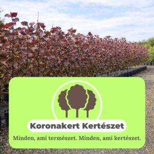 bordó levelű nyárfa ár, vörös levelű nyárfa, oszlopos nyárfa, gyors növekedésű díszfa, díszfa kertbe, különleges lombszínű fa, modern kertbe való fa, keskeny koronájú fa, bordó levelű nyárfa ár, vörös levelű nyárfa ára, nyárfa csemete eladó, oszlopos nyárfa rendelés, díszfa webáruház, nyárfa konténeres, nagy méretű díszfa vásárlás, előnevelt nyárfa, nyárfa növekedési ütem, milyen magasra nő a nyárfa, gyorsan növő árnyékot adó fa, keskeny lombkoronájú magas fa, kis helyigényű magas fa, nyárfa ültetése, nyárfa gondozása, nyárfa vízigénye, nyárfa talajigénye, nyárfa metszése, mikor ültessünk nyárfát, napos helyre való díszfa, takaráshoz gyorsan növő fa, szélfogó fa kertbe, utcafronti díszfa, modern ház mellé fa, árnyékoló gyors növekedésű fa, Populus deltoides Purple Tower, Purple Tower nyárfa, bordó levelű nyárfa, vörös levelű oszlopos fa, oszlopos nyárfa fajta, gyors növekedésű díszfa, keskeny koronájú magas fa, modern kertbe való fa, színes lombú díszfa, bíbor levelű fa kertbe, Populus deltoides fajta, dísz nyárfa vásárlás, Purple Tower nyárfa ár, bordó levelű fa eladó, konténeres nyárfa, előnevelt díszfa, nagy méretű nyárfa rendelés, gyorsan növő árnyékot adó fa, takaráshoz ültethető fa, szélfogó nyárfa, napos helyre való díszfa, nyárfa ültetése, nyárfa gondozása, nyárfa vízigénye, nyárfa talajigénye, oszlopos díszfa kertbe, utcafronti díszfa, modern ház mellé ültethető fa, látványos őszi lombszínű fa