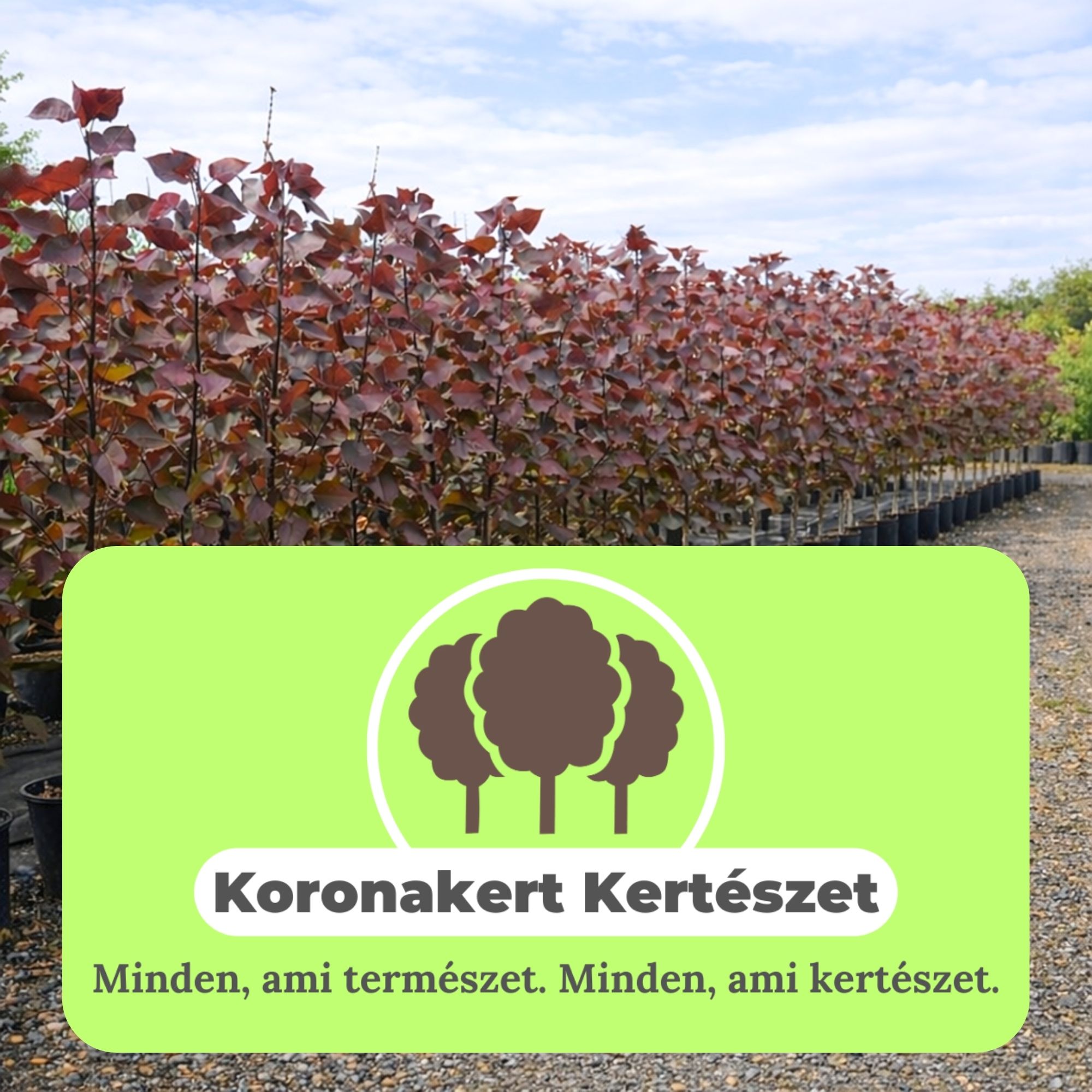 bordo-levelü-nyárfa-populus-deltoides-purple-tower-ár-diszfa-www.koronakert.hu-12 bordó levelű nyárfa ár, vörös levelű nyárfa, oszlopos nyárfa, gyors növekedésű díszfa, díszfa kertbe, különleges lombszínű fa, modern kertbe való fa, keskeny koronájú fa, bordó levelű nyárfa ár, vörös levelű nyárfa ára, nyárfa csemete eladó, oszlopos nyárfa rendelés, díszfa webáruház, nyárfa konténeres, nagy méretű díszfa vásárlás, előnevelt nyárfa, nyárfa növekedési ütem, milyen magasra nő a nyárfa, gyorsan növő árnyékot adó fa, keskeny lombkoronájú magas fa, kis helyigényű magas fa, nyárfa ültetése, nyárfa gondozása, nyárfa vízigénye, nyárfa talajigénye, nyárfa metszése, mikor ültessünk nyárfát, napos helyre való díszfa, takaráshoz gyorsan növő fa, szélfogó fa kertbe, utcafronti díszfa, modern ház mellé fa, árnyékoló gyors növekedésű fa, Populus deltoides Purple Tower, Purple Tower nyárfa, bordó levelű nyárfa, vörös levelű oszlopos fa, oszlopos nyárfa fajta, gyors növekedésű díszfa, keskeny koronájú magas fa, modern kertbe való fa, színes lombú díszfa, bíbor levelű fa kertbe, Populus deltoides fajta, dísz nyárfa vásárlás, Purple Tower nyárfa ár, bordó levelű fa eladó, konténeres nyárfa, előnevelt díszfa, nagy méretű nyárfa rendelés, gyorsan növő árnyékot adó fa, takaráshoz ültethető fa, szélfogó nyárfa, napos helyre való díszfa, nyárfa ültetése, nyárfa gondozása, nyárfa vízigénye, nyárfa talajigénye, oszlopos díszfa kertbe, utcafronti díszfa, modern ház mellé ültethető fa, látványos őszi lombszínű fa