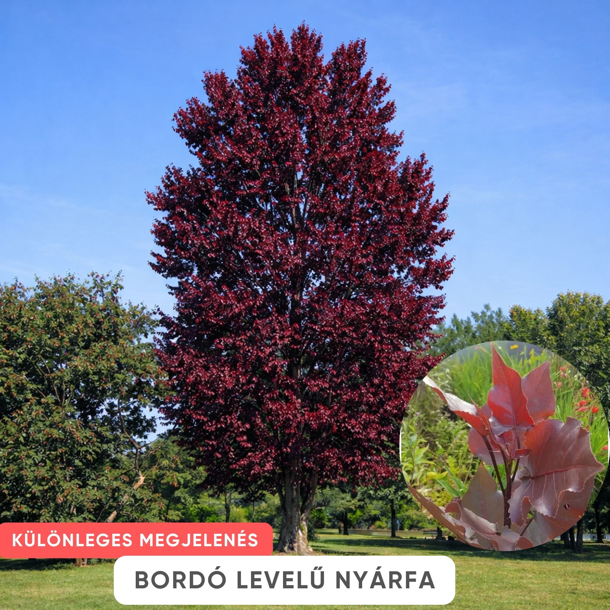 bordo-levelü-nyárfa-populus-deltoides-purple-tower-ár-diszfa-www.koronakert.hu-2 bordó levelű nyárfa ár, vörös levelű nyárfa, oszlopos nyárfa, gyors növekedésű díszfa, díszfa kertbe, különleges lombszínű fa, modern kertbe való fa, keskeny koronájú fa, bordó levelű nyárfa ár, vörös levelű nyárfa ára, nyárfa csemete eladó, oszlopos nyárfa rendelés, díszfa webáruház, nyárfa konténeres, nagy méretű díszfa vásárlás, előnevelt nyárfa, nyárfa növekedési ütem, milyen magasra nő a nyárfa, gyorsan növő árnyékot adó fa, keskeny lombkoronájú magas fa, kis helyigényű magas fa, nyárfa ültetése, nyárfa gondozása, nyárfa vízigénye, nyárfa talajigénye, nyárfa metszése, mikor ültessünk nyárfát, napos helyre való díszfa, takaráshoz gyorsan növő fa, szélfogó fa kertbe, utcafronti díszfa, modern ház mellé fa, árnyékoló gyors növekedésű fa, Populus deltoides Purple Tower, Purple Tower nyárfa, bordó levelű nyárfa, vörös levelű oszlopos fa, oszlopos nyárfa fajta, gyors növekedésű díszfa, keskeny koronájú magas fa, modern kertbe való fa, színes lombú díszfa, bíbor levelű fa kertbe, Populus deltoides fajta, dísz nyárfa vásárlás, Purple Tower nyárfa ár, bordó levelű fa eladó, konténeres nyárfa, előnevelt díszfa, nagy méretű nyárfa rendelés, gyorsan növő árnyékot adó fa, takaráshoz ültethető fa, szélfogó nyárfa, napos helyre való díszfa, nyárfa ültetése, nyárfa gondozása, nyárfa vízigénye, nyárfa talajigénye, oszlopos díszfa kertbe, utcafronti díszfa, modern ház mellé ültethető fa, látványos őszi lombszínű fa