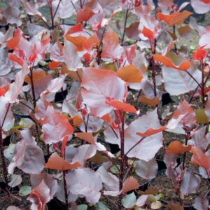 bordó levelű nyárfa ár, vörös levelű nyárfa, oszlopos nyárfa, gyors növekedésű díszfa, díszfa kertbe, különleges lombszínű fa, modern kertbe való fa, keskeny koronájú fa, bordó levelű nyárfa ár, vörös levelű nyárfa ára, nyárfa csemete eladó, oszlopos nyárfa rendelés, díszfa webáruház, nyárfa konténeres, nagy méretű díszfa vásárlás, előnevelt nyárfa, nyárfa növekedési ütem, milyen magasra nő a nyárfa, gyorsan növő árnyékot adó fa, keskeny lombkoronájú magas fa, kis helyigényű magas fa, nyárfa ültetése, nyárfa gondozása, nyárfa vízigénye, nyárfa talajigénye, nyárfa metszése, mikor ültessünk nyárfát, napos helyre való díszfa, takaráshoz gyorsan növő fa, szélfogó fa kertbe, utcafronti díszfa, modern ház mellé fa, árnyékoló gyors növekedésű fa, Populus deltoides Purple Tower, Purple Tower nyárfa, bordó levelű nyárfa, vörös levelű oszlopos fa, oszlopos nyárfa fajta, gyors növekedésű díszfa, keskeny koronájú magas fa, modern kertbe való fa, színes lombú díszfa, bíbor levelű fa kertbe, Populus deltoides fajta, dísz nyárfa vásárlás, Purple Tower nyárfa ár, bordó levelű fa eladó, konténeres nyárfa, előnevelt díszfa, nagy méretű nyárfa rendelés, gyorsan növő árnyékot adó fa, takaráshoz ültethető fa, szélfogó nyárfa, napos helyre való díszfa, nyárfa ültetése, nyárfa gondozása, nyárfa vízigénye, nyárfa talajigénye, oszlopos díszfa kertbe, utcafronti díszfa, modern ház mellé ültethető fa, látványos őszi lombszínű fa