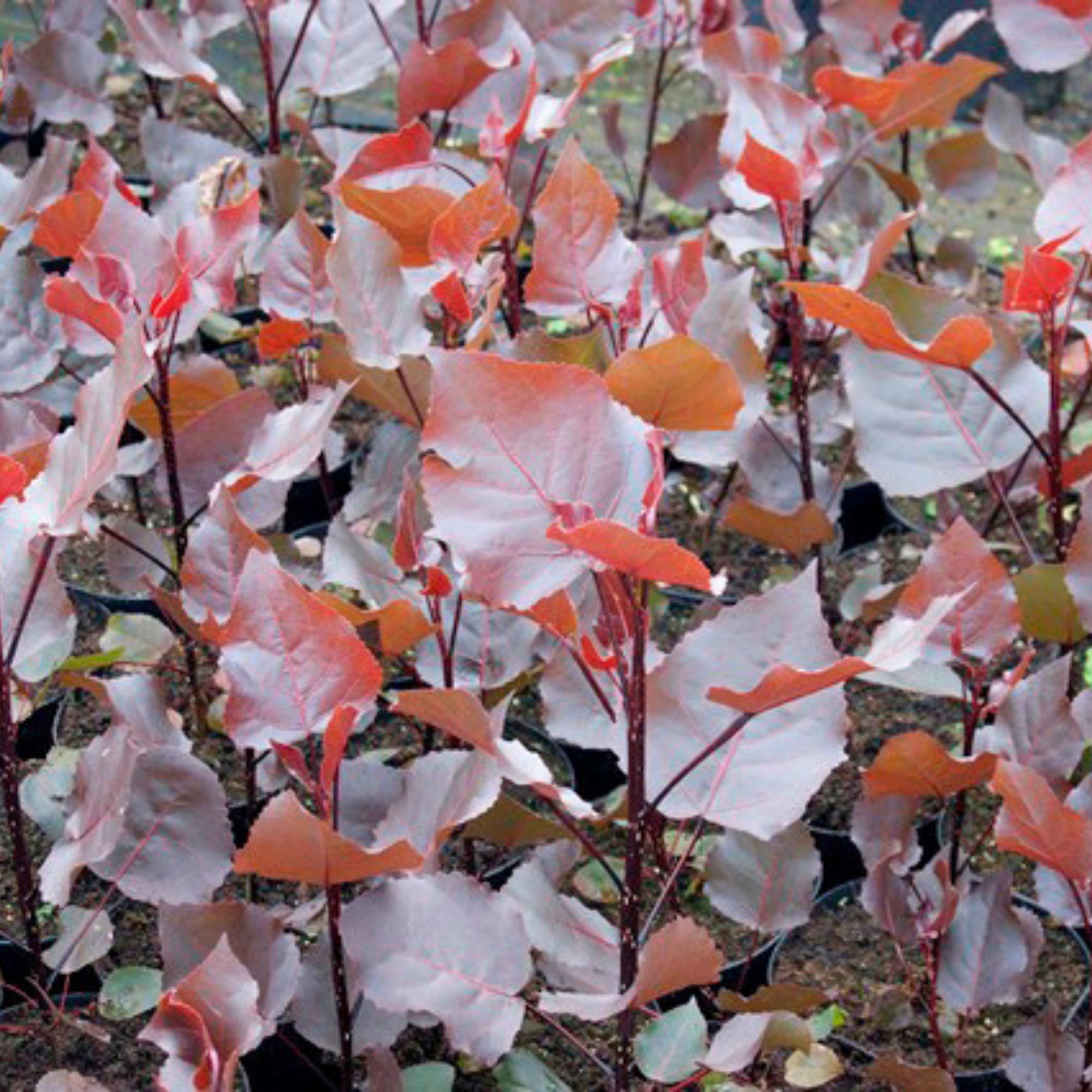 bordo-levelü-nyárfa-populus-deltoides-purple-tower-ár-diszfa-www.koronakert.hu-4 bordó levelű nyárfa ár, vörös levelű nyárfa, oszlopos nyárfa, gyors növekedésű díszfa, díszfa kertbe, különleges lombszínű fa, modern kertbe való fa, keskeny koronájú fa, bordó levelű nyárfa ár, vörös levelű nyárfa ára, nyárfa csemete eladó, oszlopos nyárfa rendelés, díszfa webáruház, nyárfa konténeres, nagy méretű díszfa vásárlás, előnevelt nyárfa, nyárfa növekedési ütem, milyen magasra nő a nyárfa, gyorsan növő árnyékot adó fa, keskeny lombkoronájú magas fa, kis helyigényű magas fa, nyárfa ültetése, nyárfa gondozása, nyárfa vízigénye, nyárfa talajigénye, nyárfa metszése, mikor ültessünk nyárfát, napos helyre való díszfa, takaráshoz gyorsan növő fa, szélfogó fa kertbe, utcafronti díszfa, modern ház mellé fa, árnyékoló gyors növekedésű fa, Populus deltoides Purple Tower, Purple Tower nyárfa, bordó levelű nyárfa, vörös levelű oszlopos fa, oszlopos nyárfa fajta, gyors növekedésű díszfa, keskeny koronájú magas fa, modern kertbe való fa, színes lombú díszfa, bíbor levelű fa kertbe, Populus deltoides fajta, dísz nyárfa vásárlás, Purple Tower nyárfa ár, bordó levelű fa eladó, konténeres nyárfa, előnevelt díszfa, nagy méretű nyárfa rendelés, gyorsan növő árnyékot adó fa, takaráshoz ültethető fa, szélfogó nyárfa, napos helyre való díszfa, nyárfa ültetése, nyárfa gondozása, nyárfa vízigénye, nyárfa talajigénye, oszlopos díszfa kertbe, utcafronti díszfa, modern ház mellé ültethető fa, látványos őszi lombszínű fa