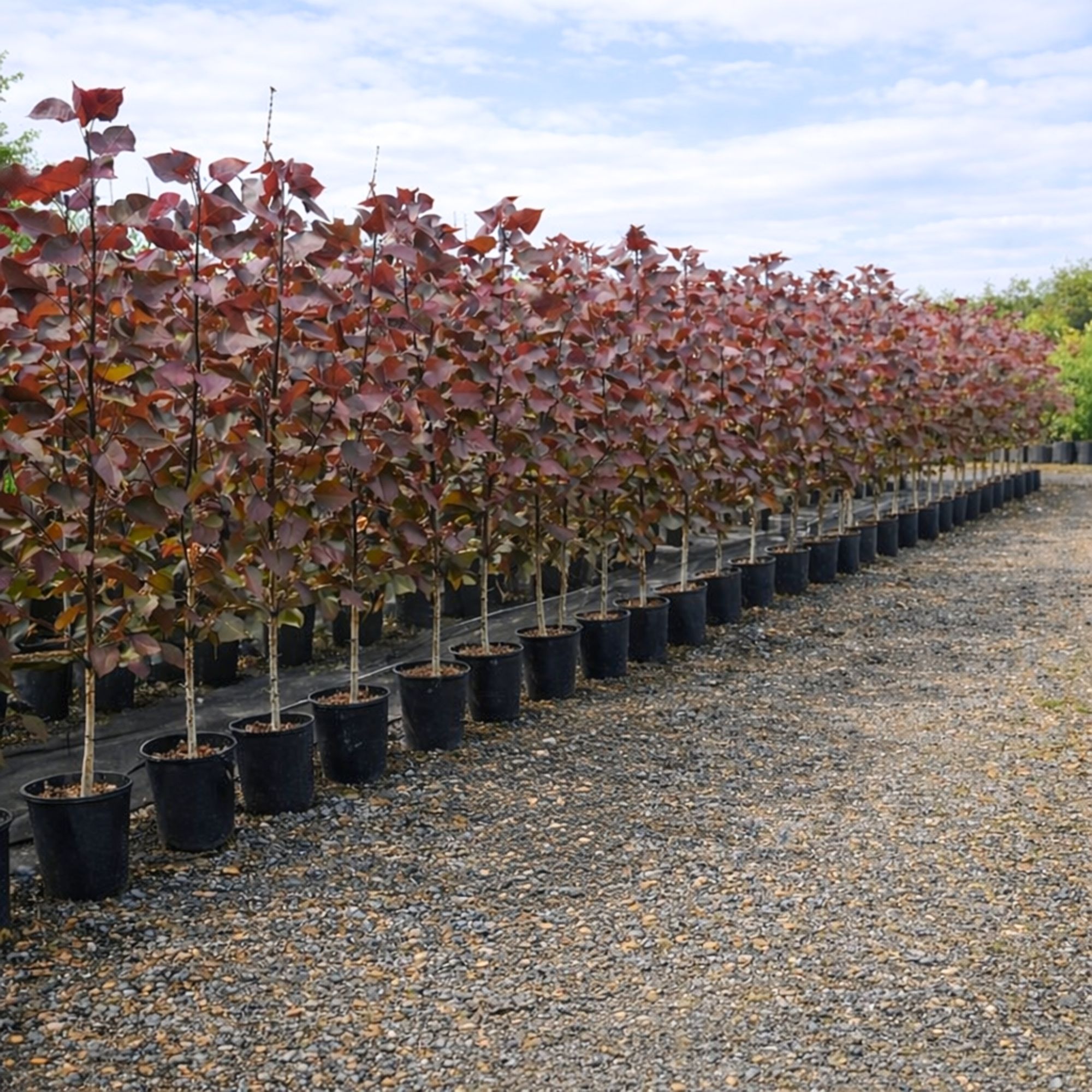 bordo-levelü-nyárfa-populus-deltoides-purple-tower-ár-diszfa-www.koronakert.hu-5 bordó levelű nyárfa ár, vörös levelű nyárfa, oszlopos nyárfa, gyors növekedésű díszfa, díszfa kertbe, különleges lombszínű fa, modern kertbe való fa, keskeny koronájú fa, bordó levelű nyárfa ár, vörös levelű nyárfa ára, nyárfa csemete eladó, oszlopos nyárfa rendelés, díszfa webáruház, nyárfa konténeres, nagy méretű díszfa vásárlás, előnevelt nyárfa, nyárfa növekedési ütem, milyen magasra nő a nyárfa, gyorsan növő árnyékot adó fa, keskeny lombkoronájú magas fa, kis helyigényű magas fa, nyárfa ültetése, nyárfa gondozása, nyárfa vízigénye, nyárfa talajigénye, nyárfa metszése, mikor ültessünk nyárfát, napos helyre való díszfa, takaráshoz gyorsan növő fa, szélfogó fa kertbe, utcafronti díszfa, modern ház mellé fa, árnyékoló gyors növekedésű fa, Populus deltoides Purple Tower, Purple Tower nyárfa, bordó levelű nyárfa, vörös levelű oszlopos fa, oszlopos nyárfa fajta, gyors növekedésű díszfa, keskeny koronájú magas fa, modern kertbe való fa, színes lombú díszfa, bíbor levelű fa kertbe, Populus deltoides fajta, dísz nyárfa vásárlás, Purple Tower nyárfa ár, bordó levelű fa eladó, konténeres nyárfa, előnevelt díszfa, nagy méretű nyárfa rendelés, gyorsan növő árnyékot adó fa, takaráshoz ültethető fa, szélfogó nyárfa, napos helyre való díszfa, nyárfa ültetése, nyárfa gondozása, nyárfa vízigénye, nyárfa talajigénye, oszlopos díszfa kertbe, utcafronti díszfa, modern ház mellé ültethető fa, látványos őszi lombszínű fa