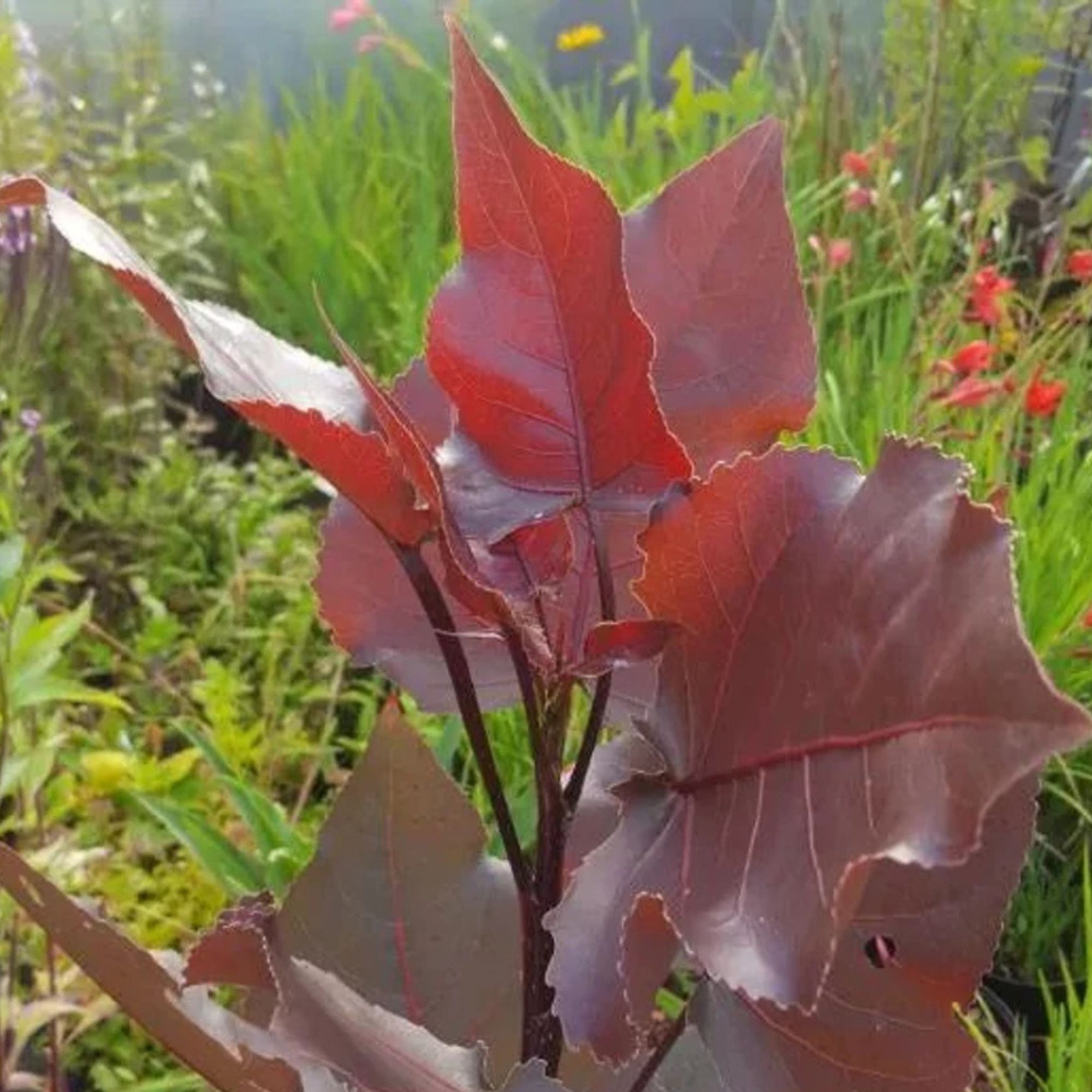 bordo-levelü-nyárfa-populus-deltoides-purple-tower-ár-diszfa-www.koronakert.hu-6 bordó levelű nyárfa ár, vörös levelű nyárfa, oszlopos nyárfa, gyors növekedésű díszfa, díszfa kertbe, különleges lombszínű fa, modern kertbe való fa, keskeny koronájú fa, bordó levelű nyárfa ár, vörös levelű nyárfa ára, nyárfa csemete eladó, oszlopos nyárfa rendelés, díszfa webáruház, nyárfa konténeres, nagy méretű díszfa vásárlás, előnevelt nyárfa, nyárfa növekedési ütem, milyen magasra nő a nyárfa, gyorsan növő árnyékot adó fa, keskeny lombkoronájú magas fa, kis helyigényű magas fa, nyárfa ültetése, nyárfa gondozása, nyárfa vízigénye, nyárfa talajigénye, nyárfa metszése, mikor ültessünk nyárfát, napos helyre való díszfa, takaráshoz gyorsan növő fa, szélfogó fa kertbe, utcafronti díszfa, modern ház mellé fa, árnyékoló gyors növekedésű fa, Populus deltoides Purple Tower, Purple Tower nyárfa, bordó levelű nyárfa, vörös levelű oszlopos fa, oszlopos nyárfa fajta, gyors növekedésű díszfa, keskeny koronájú magas fa, modern kertbe való fa, színes lombú díszfa, bíbor levelű fa kertbe, Populus deltoides fajta, dísz nyárfa vásárlás, Purple Tower nyárfa ár, bordó levelű fa eladó, konténeres nyárfa, előnevelt díszfa, nagy méretű nyárfa rendelés, gyorsan növő árnyékot adó fa, takaráshoz ültethető fa, szélfogó nyárfa, napos helyre való díszfa, nyárfa ültetése, nyárfa gondozása, nyárfa vízigénye, nyárfa talajigénye, oszlopos díszfa kertbe, utcafronti díszfa, modern ház mellé ültethető fa, látványos őszi lombszínű fa