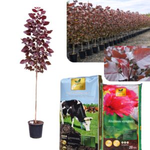 bordó levelű nyárfa ár, vörös levelű nyárfa, oszlopos nyárfa, gyors növekedésű díszfa, díszfa kertbe, különleges lombszínű fa, modern kertbe való fa, keskeny koronájú fa, bordó levelű nyárfa ár, vörös levelű nyárfa ára, nyárfa csemete eladó, oszlopos nyárfa rendelés, díszfa webáruház, nyárfa konténeres, nagy méretű díszfa vásárlás, előnevelt nyárfa, nyárfa növekedési ütem, milyen magasra nő a nyárfa, gyorsan növő árnyékot adó fa, keskeny lombkoronájú magas fa, kis helyigényű magas fa, nyárfa ültetése, nyárfa gondozása, nyárfa vízigénye, nyárfa talajigénye, nyárfa metszése, mikor ültessünk nyárfát, napos helyre való díszfa, takaráshoz gyorsan növő fa, szélfogó fa kertbe, utcafronti díszfa, modern ház mellé fa, árnyékoló gyors növekedésű fa, Populus deltoides Purple Tower, Purple Tower nyárfa, bordó levelű nyárfa, vörös levelű oszlopos fa, oszlopos nyárfa fajta, gyors növekedésű díszfa, keskeny koronájú magas fa, modern kertbe való fa, színes lombú díszfa, bíbor levelű fa kertbe, Populus deltoides fajta, dísz nyárfa vásárlás, Purple Tower nyárfa ár, bordó levelű fa eladó, konténeres nyárfa, előnevelt díszfa, nagy méretű nyárfa rendelés, gyorsan növő árnyékot adó fa, takaráshoz ültethető fa, szélfogó nyárfa, napos helyre való díszfa, nyárfa ültetése, nyárfa gondozása, nyárfa vízigénye, nyárfa talajigénye, oszlopos díszfa kertbe, utcafronti díszfa, modern ház mellé ültethető fa, látványos őszi lombszínű fa