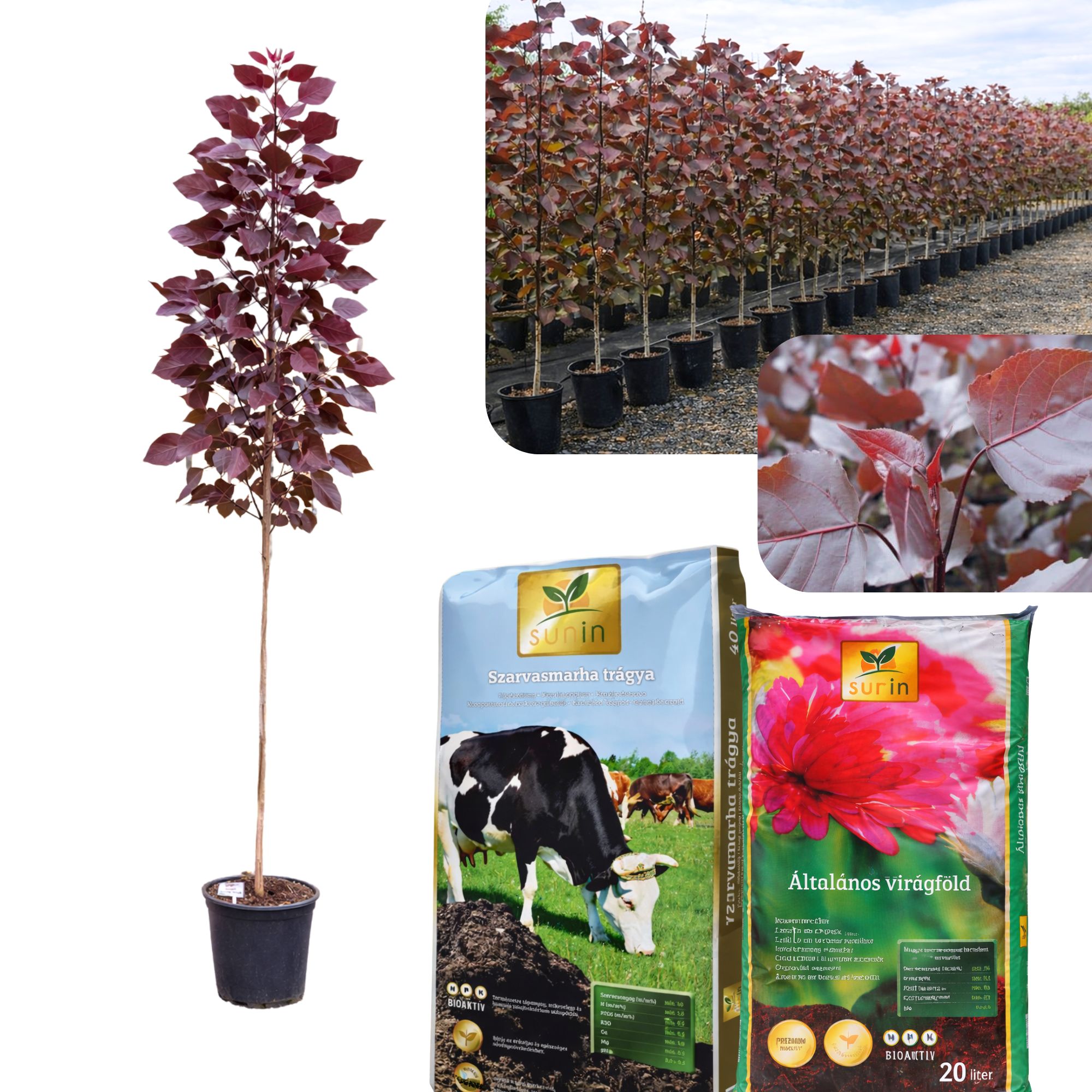 bordo-levelü-nyárfa-populus-deltoides-purple-tower-ár-diszfa-www.koronakert.hu-8 bordó levelű nyárfa ár, vörös levelű nyárfa, oszlopos nyárfa, gyors növekedésű díszfa, díszfa kertbe, különleges lombszínű fa, modern kertbe való fa, keskeny koronájú fa, bordó levelű nyárfa ár, vörös levelű nyárfa ára, nyárfa csemete eladó, oszlopos nyárfa rendelés, díszfa webáruház, nyárfa konténeres, nagy méretű díszfa vásárlás, előnevelt nyárfa, nyárfa növekedési ütem, milyen magasra nő a nyárfa, gyorsan növő árnyékot adó fa, keskeny lombkoronájú magas fa, kis helyigényű magas fa, nyárfa ültetése, nyárfa gondozása, nyárfa vízigénye, nyárfa talajigénye, nyárfa metszése, mikor ültessünk nyárfát, napos helyre való díszfa, takaráshoz gyorsan növő fa, szélfogó fa kertbe, utcafronti díszfa, modern ház mellé fa, árnyékoló gyors növekedésű fa, Populus deltoides Purple Tower, Purple Tower nyárfa, bordó levelű nyárfa, vörös levelű oszlopos fa, oszlopos nyárfa fajta, gyors növekedésű díszfa, keskeny koronájú magas fa, modern kertbe való fa, színes lombú díszfa, bíbor levelű fa kertbe, Populus deltoides fajta, dísz nyárfa vásárlás, Purple Tower nyárfa ár, bordó levelű fa eladó, konténeres nyárfa, előnevelt díszfa, nagy méretű nyárfa rendelés, gyorsan növő árnyékot adó fa, takaráshoz ültethető fa, szélfogó nyárfa, napos helyre való díszfa, nyárfa ültetése, nyárfa gondozása, nyárfa vízigénye, nyárfa talajigénye, oszlopos díszfa kertbe, utcafronti díszfa, modern ház mellé ültethető fa, látványos őszi lombszínű fa