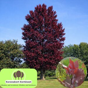 bordó levelű nyárfa ár, vörös levelű nyárfa, oszlopos nyárfa, gyors növekedésű díszfa, díszfa kertbe, különleges lombszínű fa, modern kertbe való fa, keskeny koronájú fa, bordó levelű nyárfa ár, vörös levelű nyárfa ára, nyárfa csemete eladó, oszlopos nyárfa rendelés, díszfa webáruház, nyárfa konténeres, nagy méretű díszfa vásárlás, előnevelt nyárfa, nyárfa növekedési ütem, milyen magasra nő a nyárfa, gyorsan növő árnyékot adó fa, keskeny lombkoronájú magas fa, kis helyigényű magas fa, nyárfa ültetése, nyárfa gondozása, nyárfa vízigénye, nyárfa talajigénye, nyárfa metszése, mikor ültessünk nyárfát, napos helyre való díszfa, takaráshoz gyorsan növő fa, szélfogó fa kertbe, utcafronti díszfa, modern ház mellé fa, árnyékoló gyors növekedésű fa, Populus deltoides Purple Tower, Purple Tower nyárfa, bordó levelű nyárfa, vörös levelű oszlopos fa, oszlopos nyárfa fajta, gyors növekedésű díszfa, keskeny koronájú magas fa, modern kertbe való fa, színes lombú díszfa, bíbor levelű fa kertbe, Populus deltoides fajta, dísz nyárfa vásárlás, Purple Tower nyárfa ár, bordó levelű fa eladó, konténeres nyárfa, előnevelt díszfa, nagy méretű nyárfa rendelés, gyorsan növő árnyékot adó fa, takaráshoz ültethető fa, szélfogó nyárfa, napos helyre való díszfa, nyárfa ültetése, nyárfa gondozása, nyárfa vízigénye, nyárfa talajigénye, oszlopos díszfa kertbe, utcafronti díszfa, modern ház mellé ültethető fa, látványos őszi lombszínű fa